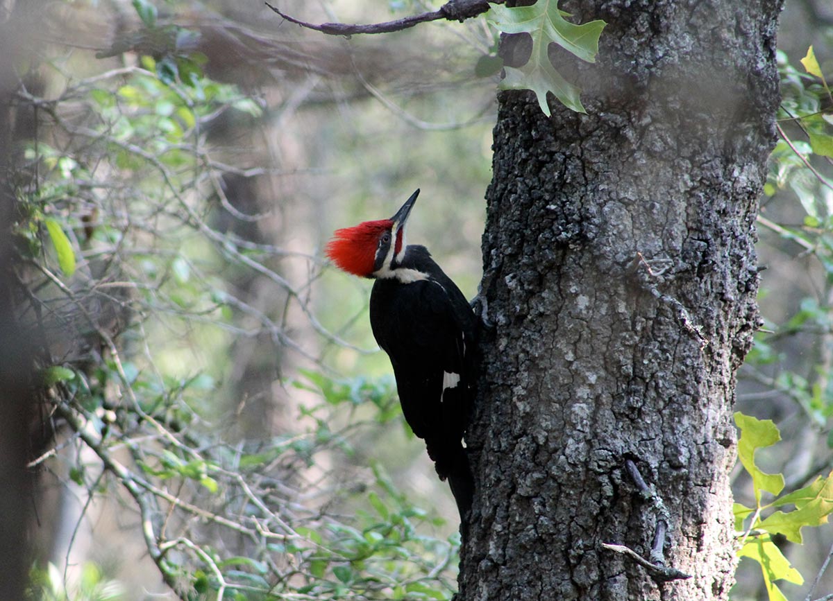 Pileated Woodpecker