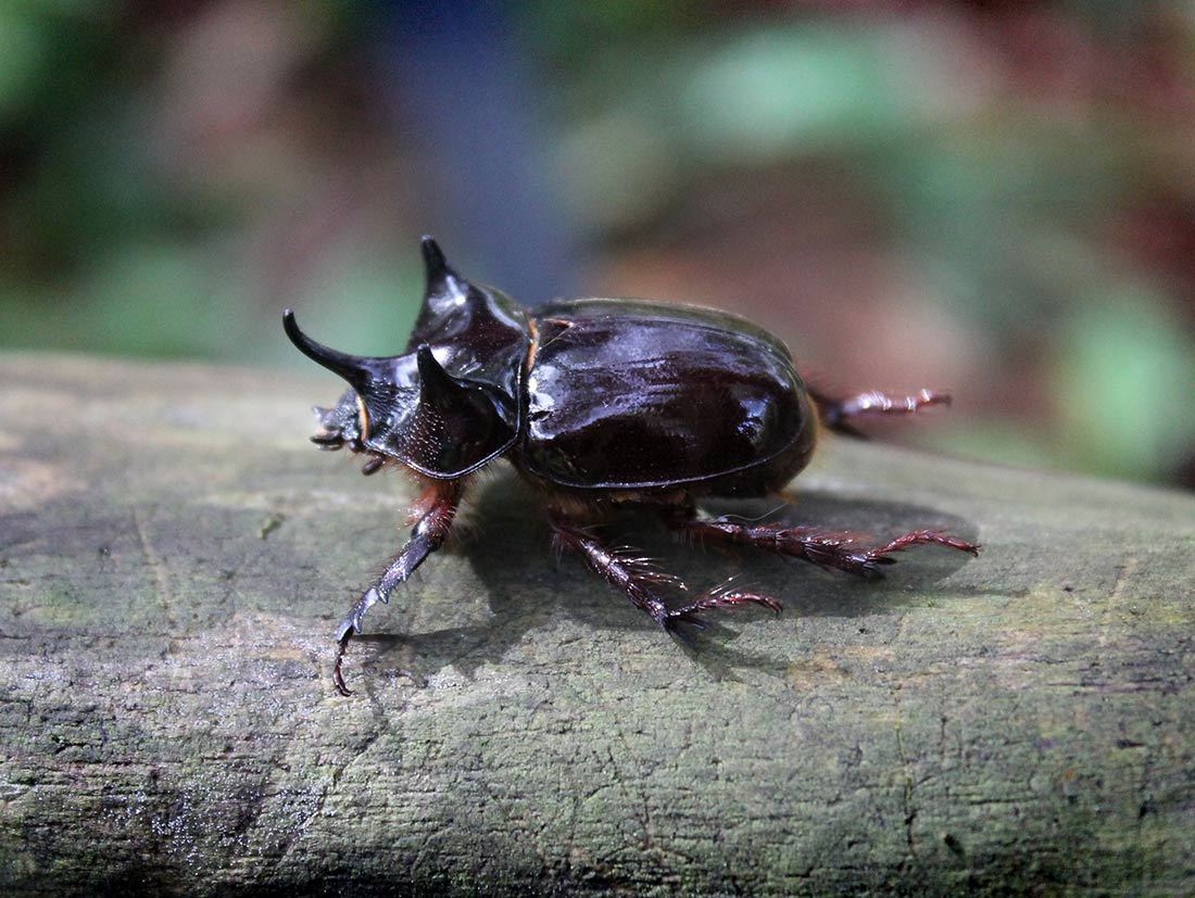 Rhinoceros Beetle - Male