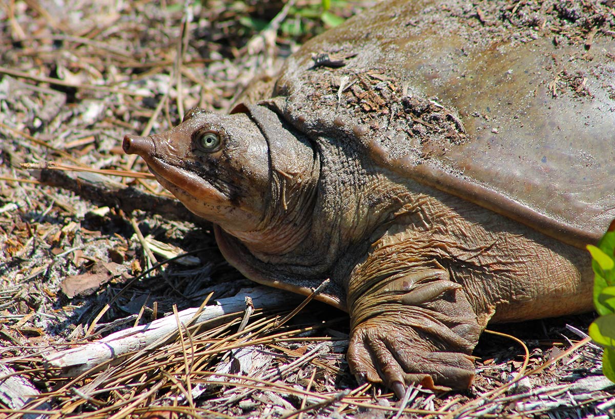 Softshell Turtle
