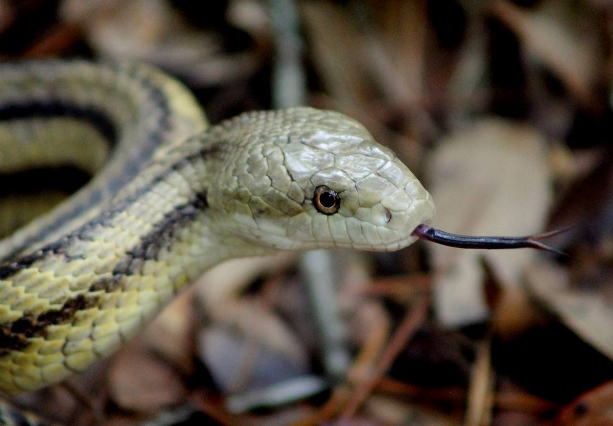 Yellow Rat Snake